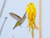 Anna's Hummingbird