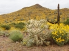 Brittlebush