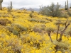 Brittlebush