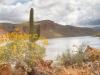 Brittlebush, Canyon Lake