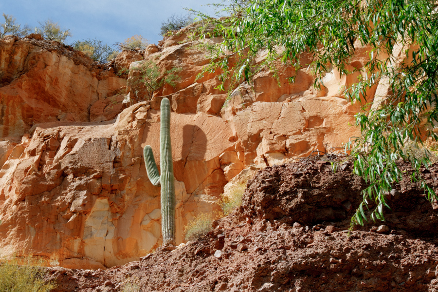 Saguaro