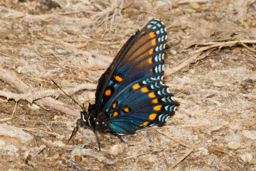 Red-spotted Purple