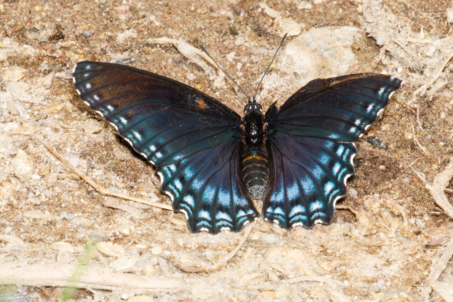 Red-spotted Purple