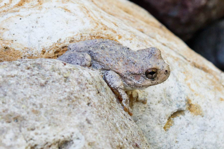 Canyon Tree Frog