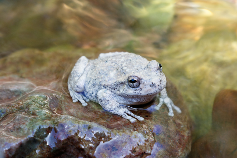 Canyon Tree Frog