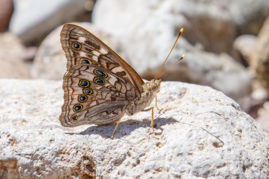 Empress Leilia Butterfly