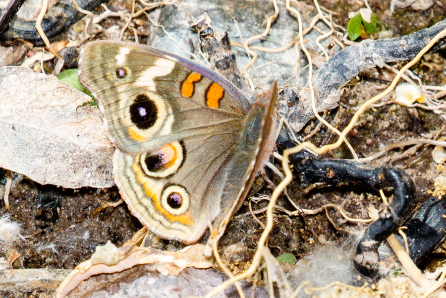 Common Buckeye Butterfly