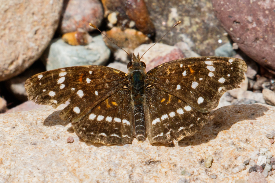 Texan Crescent Butterfly