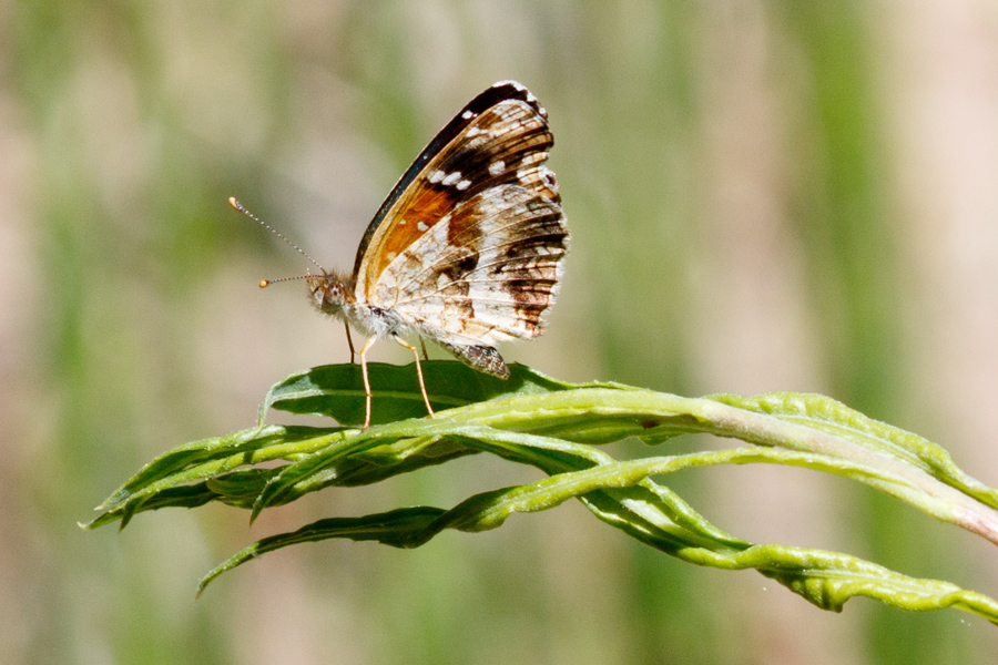 Texan Crescent Butterfly