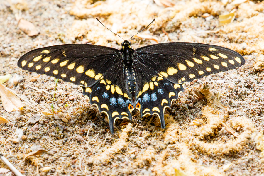 Black Swallowtail Butterfly