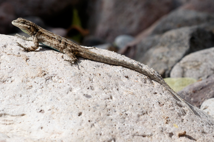 Ornate Tree Lizard