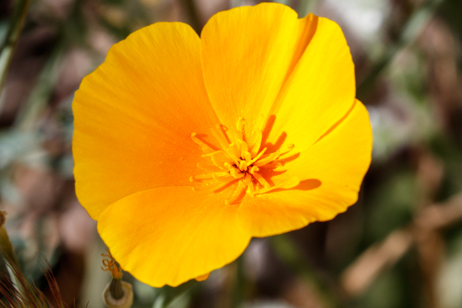 California Poppy