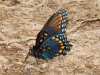 Red-spotted Purple