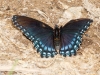 Red-spotted Purple