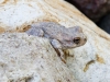 Canyon Tree Frog