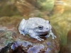 Canyon Tree Frog