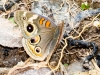 Common Buckeye Butterfly