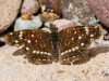 Texan Crescent Butterfly