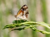 Texan Crescent Butterfly