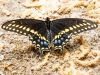 Black Swallowtail Butterfly