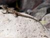 Ornate Tree Lizard