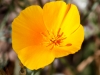 California Poppy