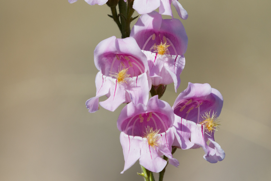 Palmer\'s Penstemon