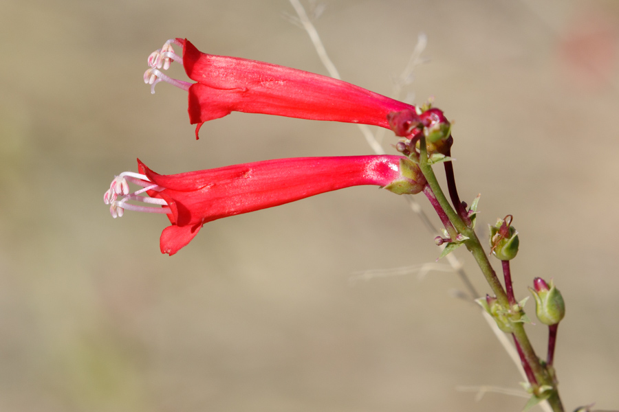 Firecracker Penstemon