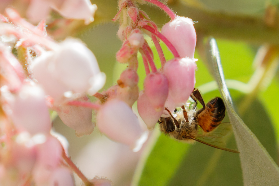 Bee on Pringle Manzanita