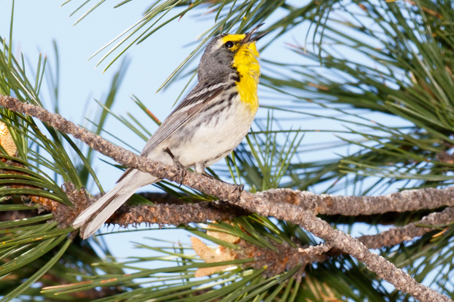 Grace\'s Warbler