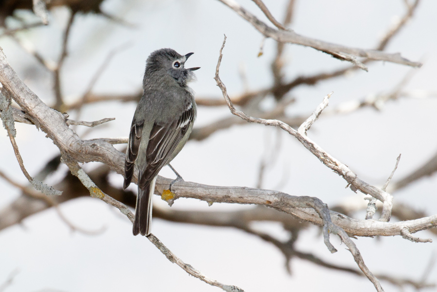 Plumbeous Vireo