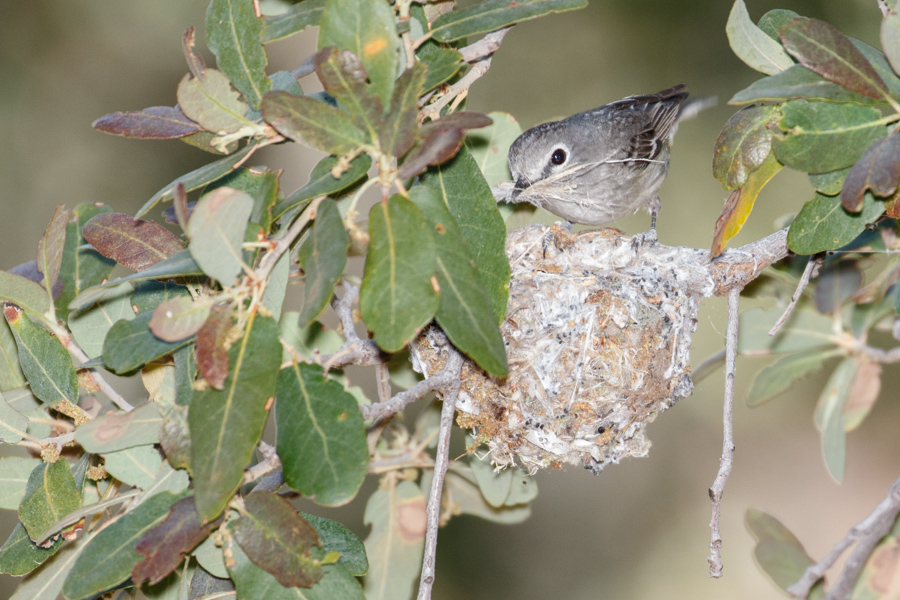 Plumbeous Vireo