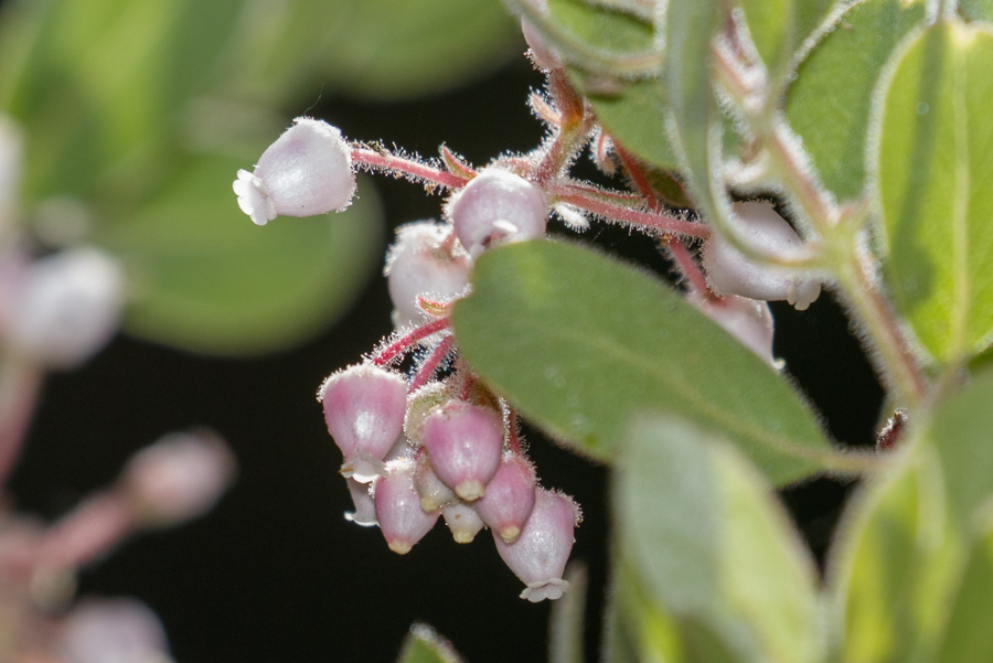 Pringle Manzanita