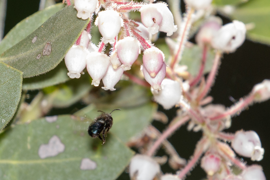 Bee in flight to Pringle Manzanita