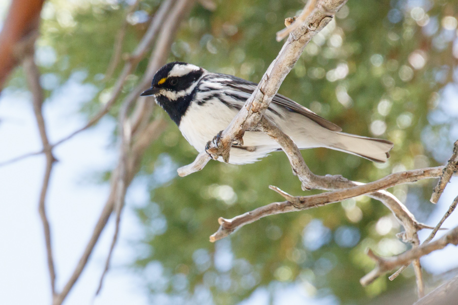 Black-throated Gray Warbler