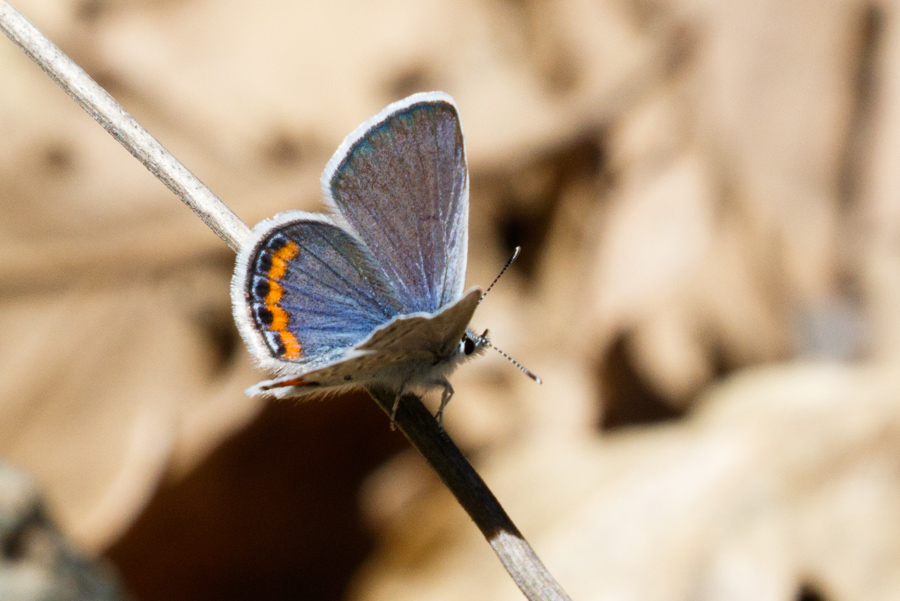 Acmon Blue Butterfly