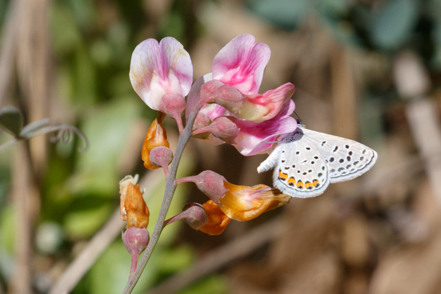 Acmon Blue Butterfly on American Deervetch