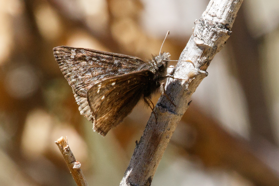 Meridian Duskywing