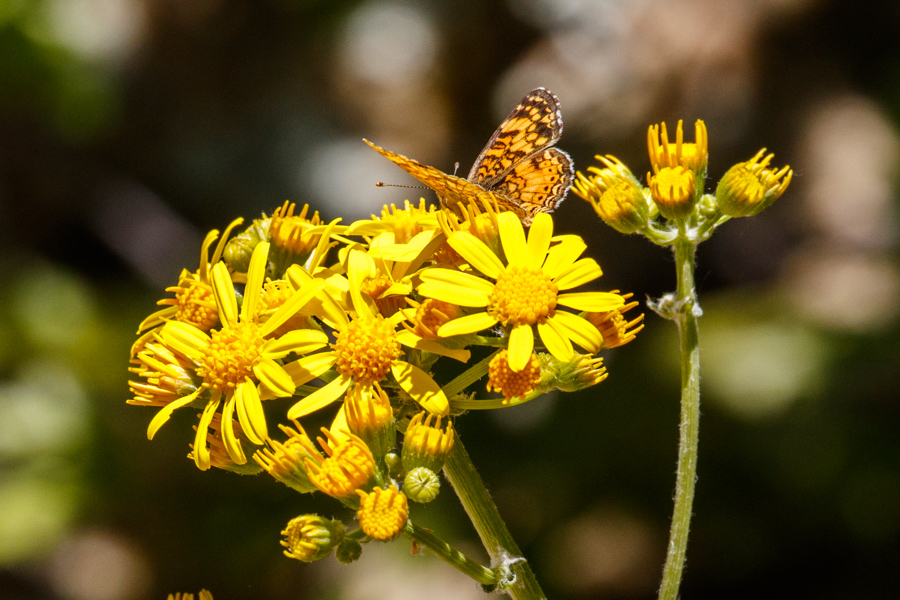 Mylitta Crescent on Oak Creek Ragwort