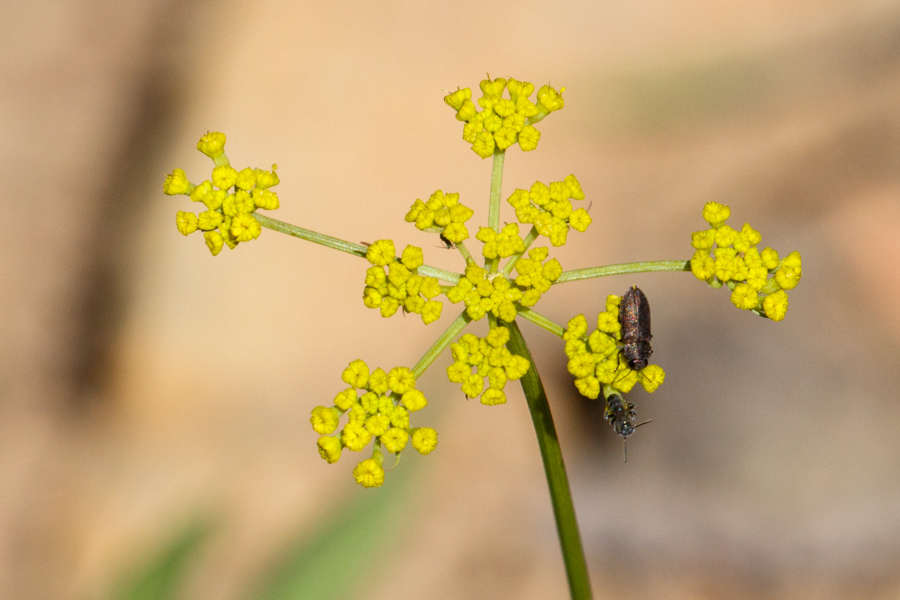 Alpine False Springparsley