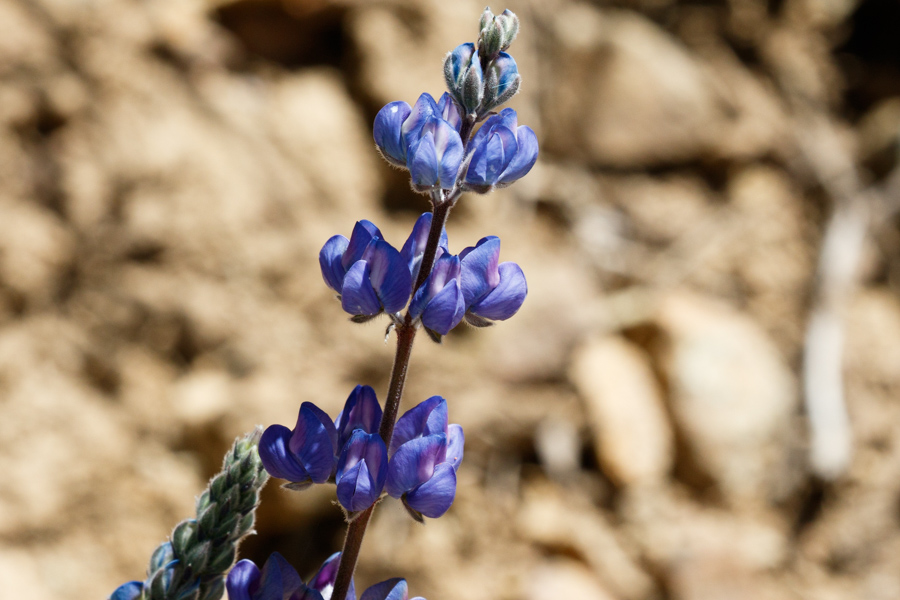 Arroyo Lupine