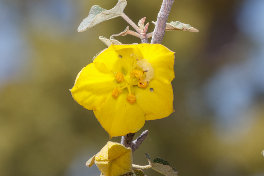 California Flannelbush