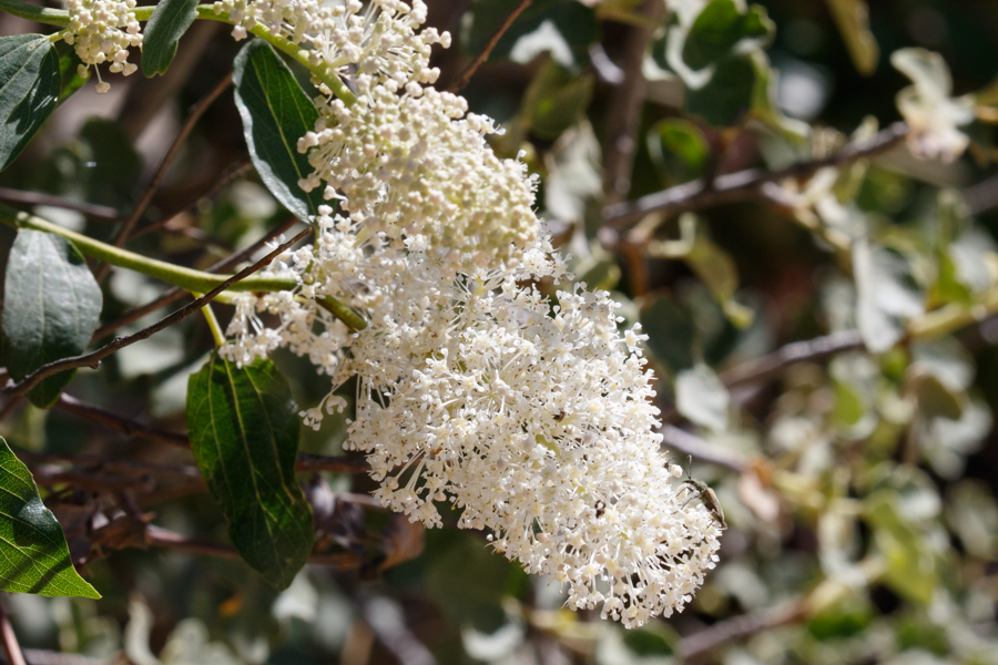 Deerbrush Ceanothus