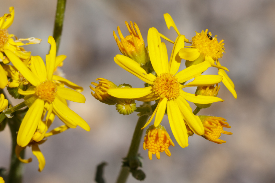 Oak Creek Ragwort