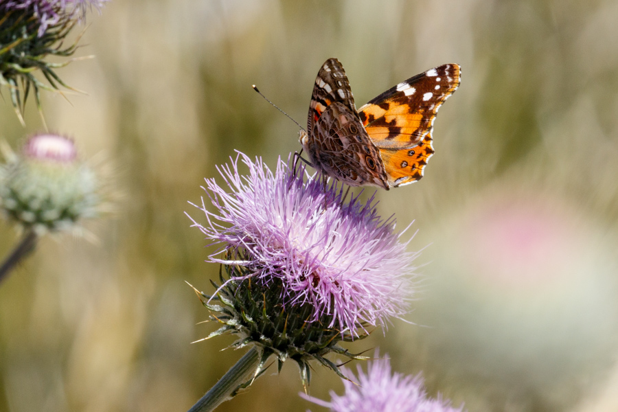 Painted Lady and New Mexico Thistle