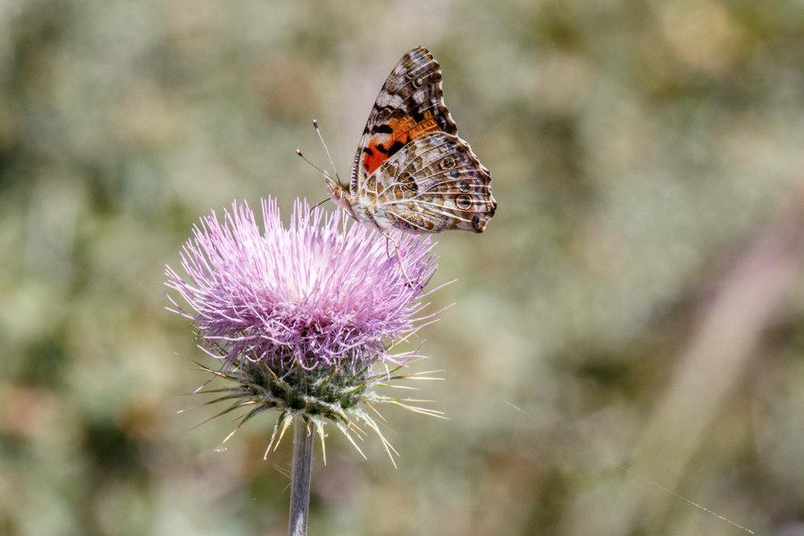 Profile view of the Painted Lady on a New Mexico Thistle