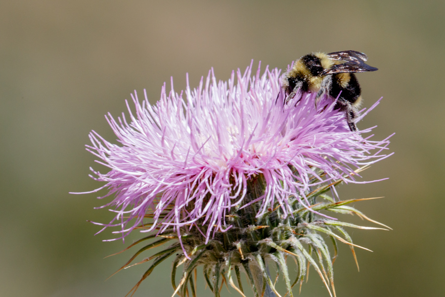 Bumble Bee on New Mexico Thistle