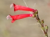 Firecracker Penstemon