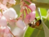 Bee on Pringle Manzanita