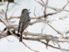 Plumbeous Vireo